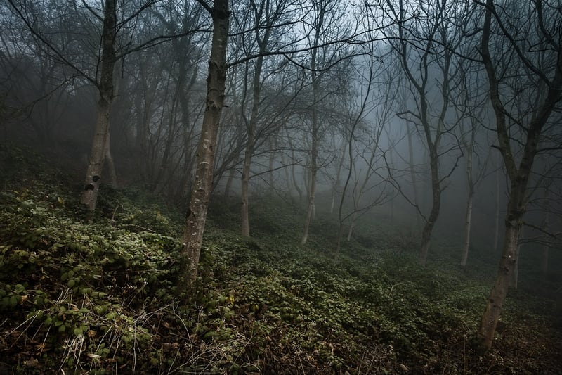Mystery Forest